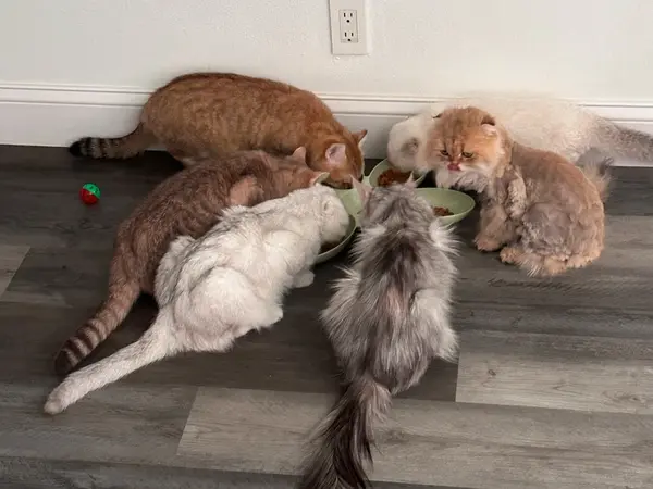 Happy cats enjoying treats at our cozy Cat Hotel