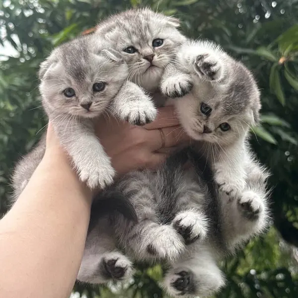 Gorgeous Scottish Fold kittens from BestKitty