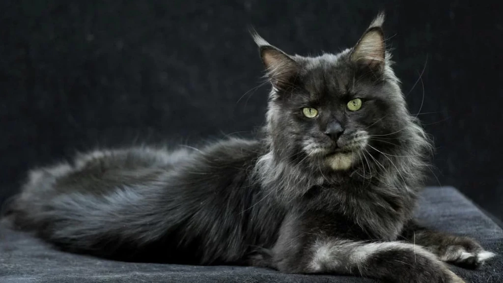 Elegant Maine Coon cat