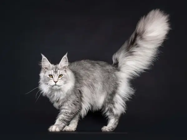 Elegant Maine Coon cat