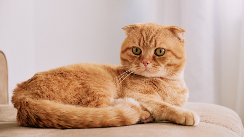Beautiful Scottish Fold cat