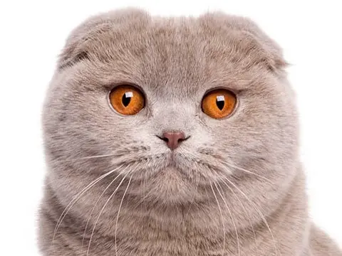 Beautiful Scottish Fold cat