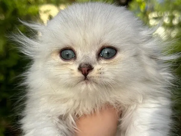 Adorable Scottish Fold kittens ready for adoption at BestKitty Cattery